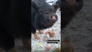 Вьетнамские поросятки 🐷