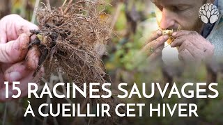 15 racines sauvages à cueillir en automne hiver (voir plus)