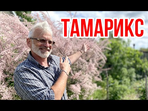 Video: Tamarisk (56 Bilder): Beskrivelse Av Tamariskbusken, Planting Og Omsorg For Den. Reproduksjon I Det åpne Feltet