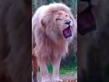 🦁 El León Blanco: El Rey Más Raro de África