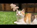 うみ が気に入るオモチャ探し。【縦動画となってます】
