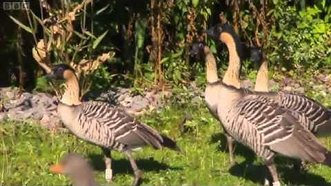 The Robert Scott inheritance