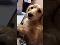 可愛い犬♡