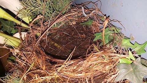Robins Nesting Part 1 - Time Lapse Video