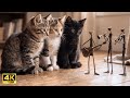 Clumsy Cat Backup Dancer & Wire Musicians | New Music & Art 4K