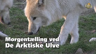 De Arktiske ulve i Ree Park