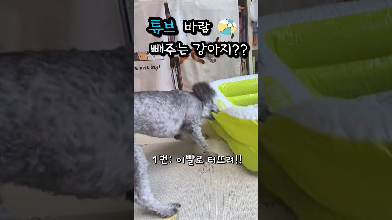 튜브 바람 빼주는 강아지 #강아지 #dogshorts #dogfunny #dog #여름 #튜브 #강아지일상 #pets