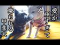先代柴犬に拒絶され続けた甲斐犬。時を経て、後輩柴犬にその「重すぎる愛」を受け入れられる