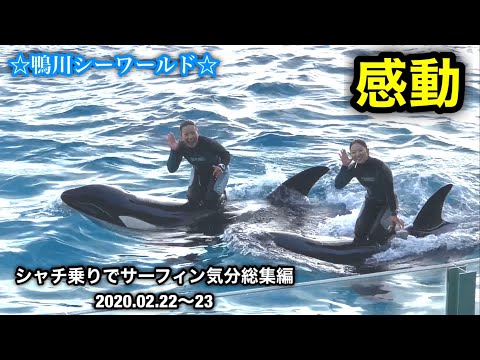 シャチでサーフィン気分の感動シーン総集編 鴨川シーワールド 02 22 23 Youtube