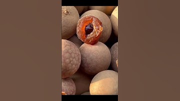 Nhãn sấy khô nguyên vỏ, thơm ngọt tư nhiên #food #mientay #nhansaykho