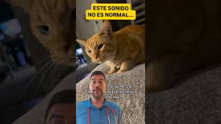 Comenta GATO si quiere aprender todas las señales de alerta que te envía tu #gato 🐱