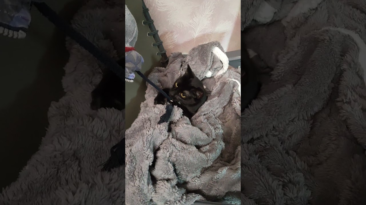 Когда выспалась, можно и шнурочком поиграться ) 