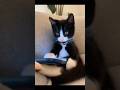 Cute and Funny Cat Videos Compilation, Part 122.