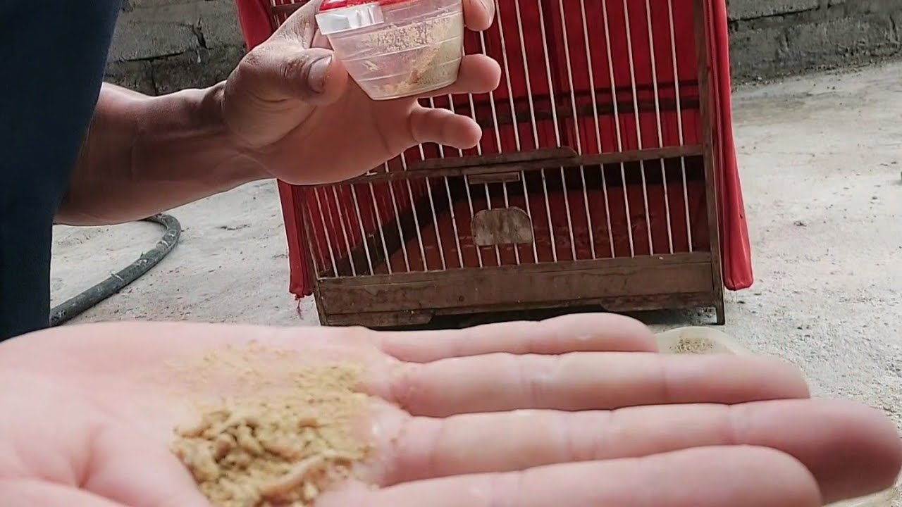 cách tập chim chích chòe mới bẫy về ăn cám bột,cám viên hiệu quả của người nuôi chim nhiều như gà