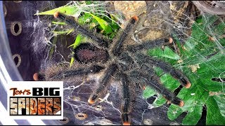 Avicularia Metallica Rehousing and Care Notes