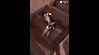 eu vs Lolla descendo a escada