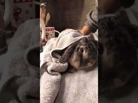 Wideo: Kiedy możesz iść na króliki?
