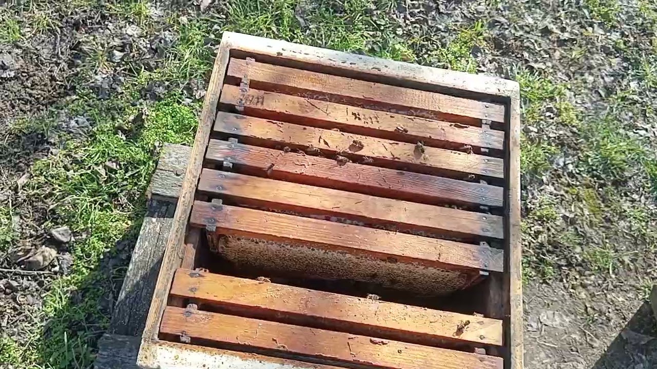 Слабачек удачно перезимовал.Дальше при помощи более сильных семей будем делать из него медовик.