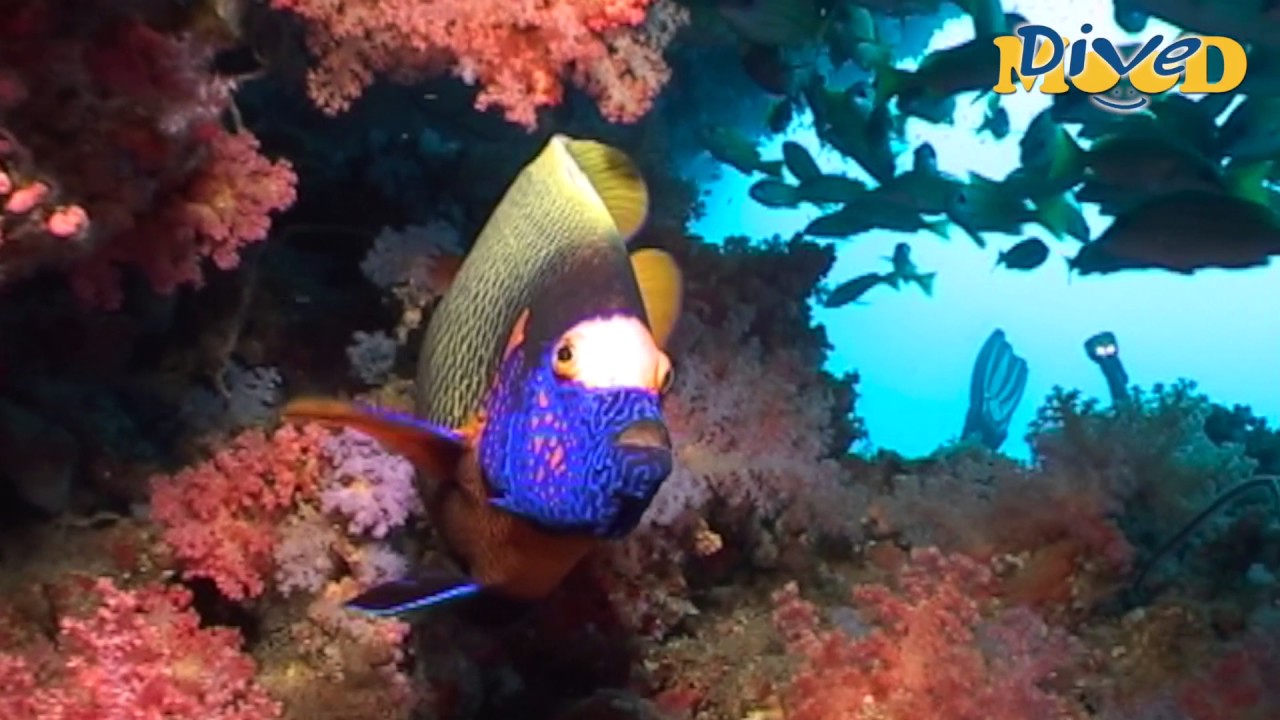 Dive Safari Emperor Leo