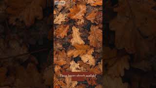 Famous Temperate Forest learn about terrestrial biomes #terrestrial #biomes Profile