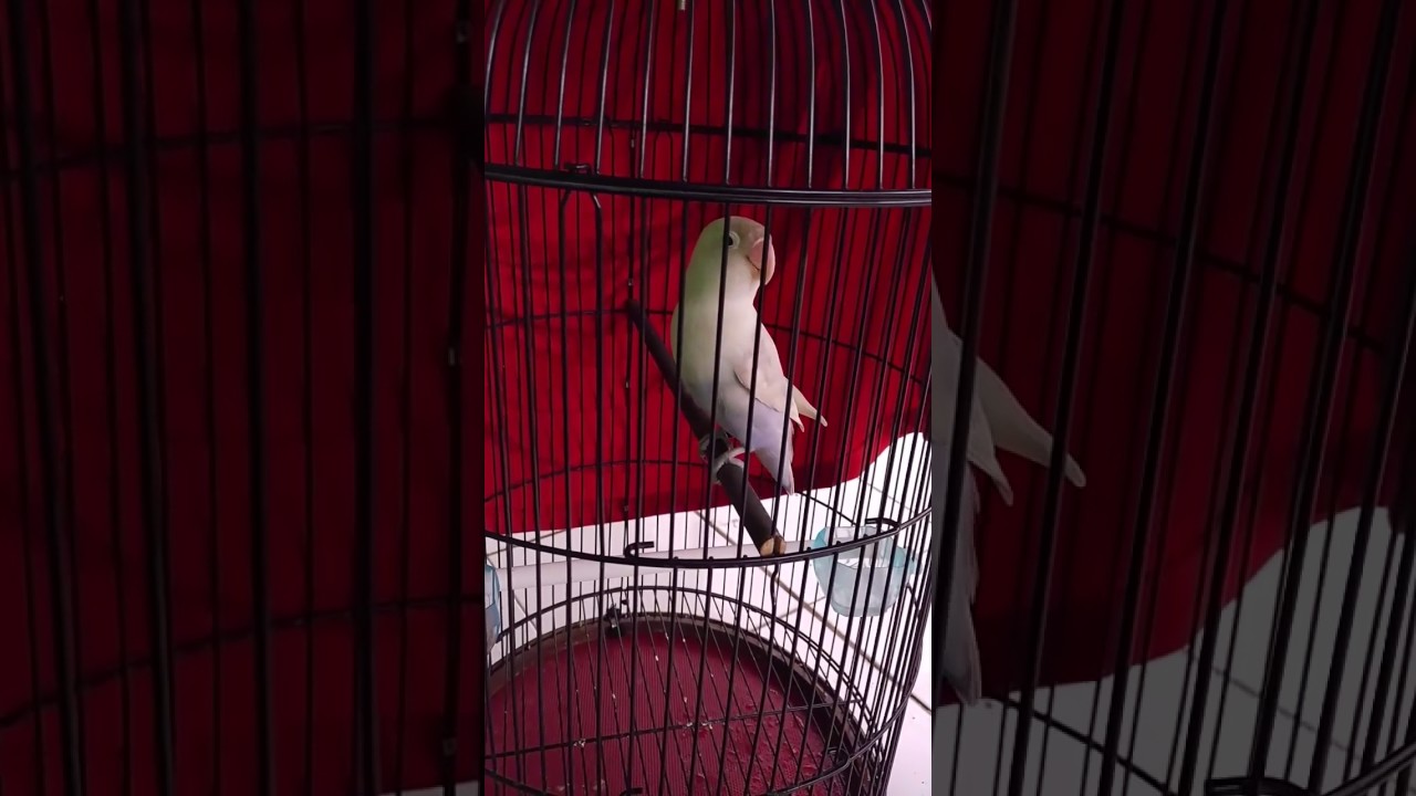 Suara untuk memancing burung lovebird, lovebird anoman tegal 