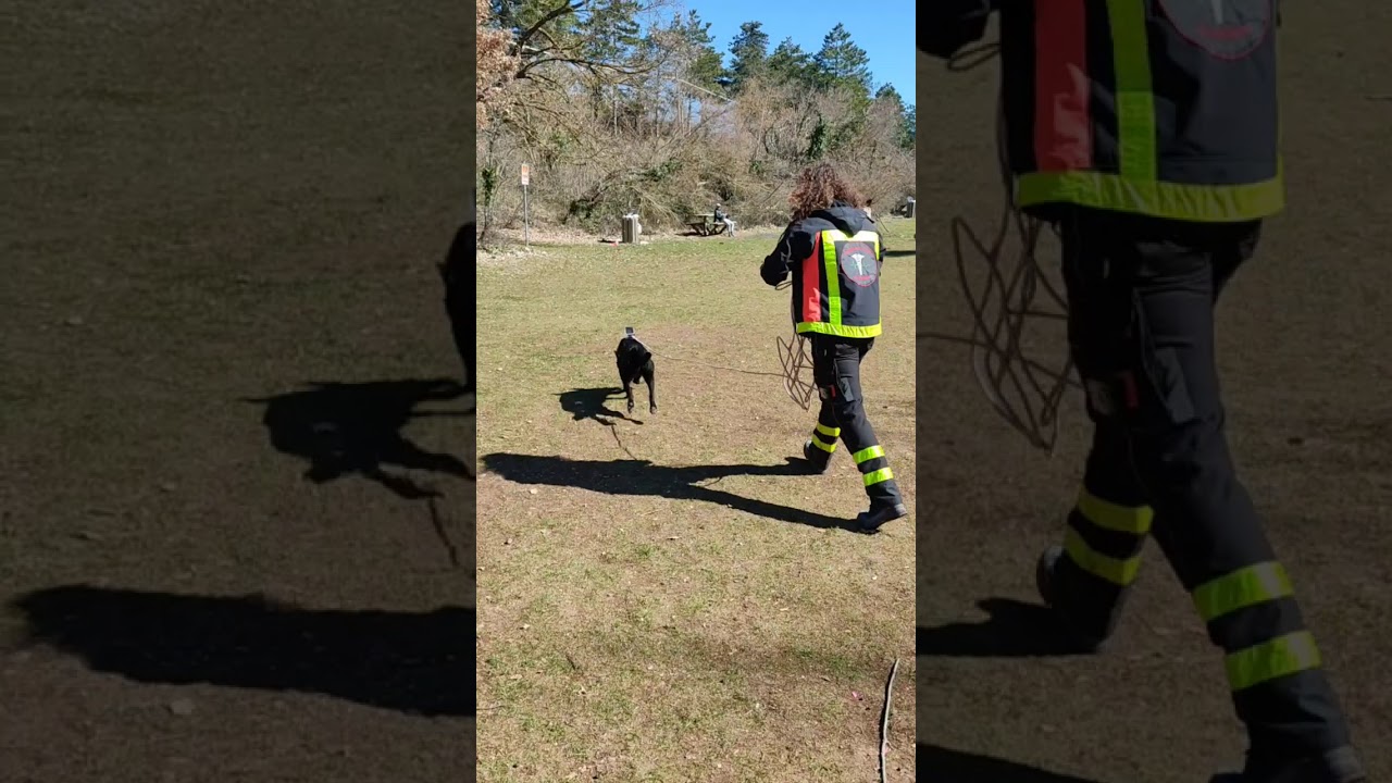 Cani da Ricerca - Bruce. Ricerca ludica di superficie in ambiente montano
