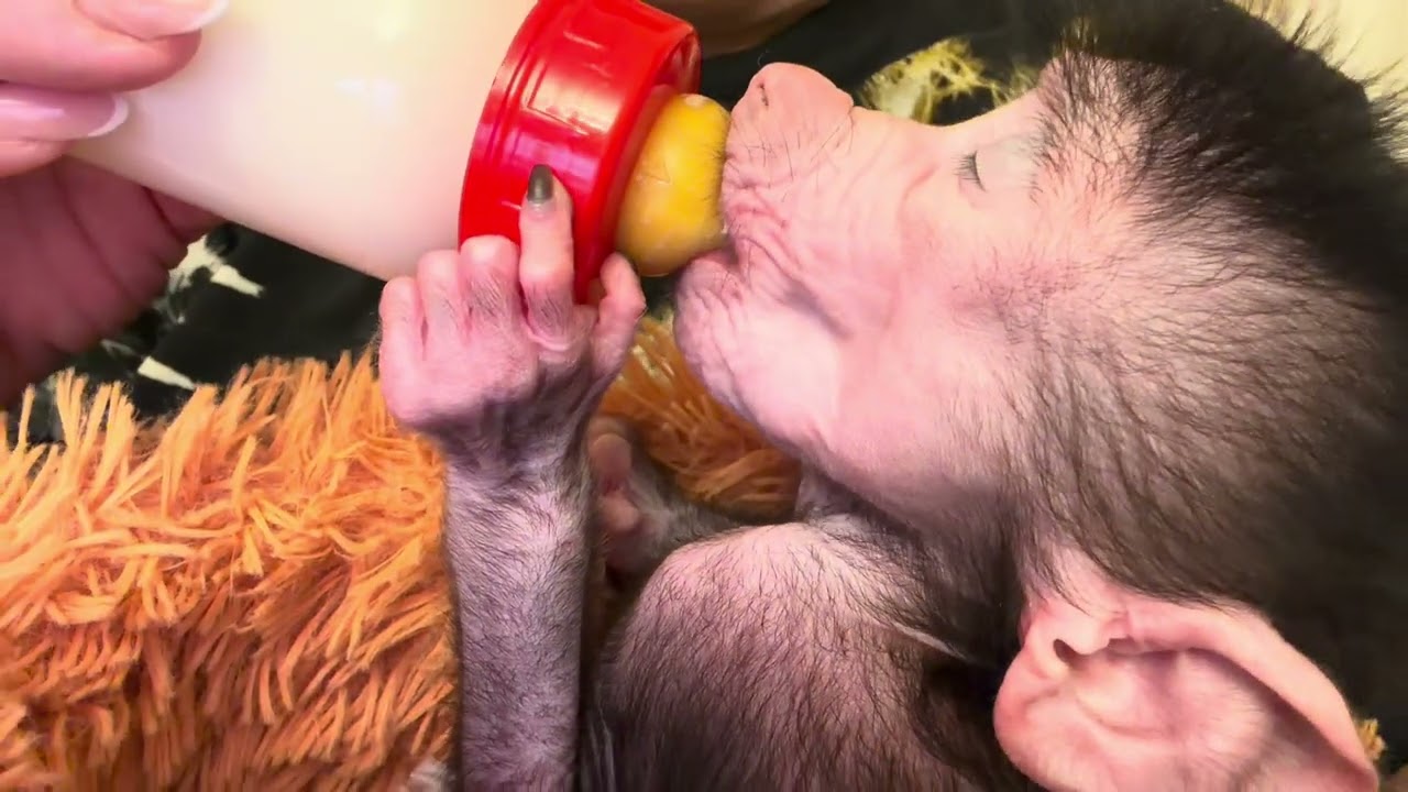 Малышка Николь проголодалась пока мы с доктором Василием спасали любимчика Жорика❤️