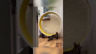 Funny cat videos  #funny #cat #pets #animalshorts #animals #cute #funnyanimals #kitten #funnycats