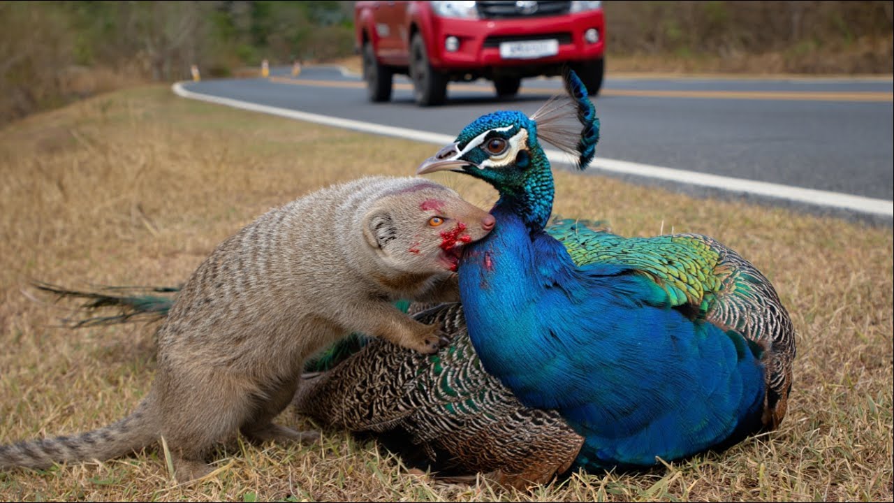 Peacock rescued from mongoose attack by old man