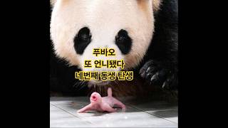 푸바오의 세번째 동생 사랑이가 태어났어요