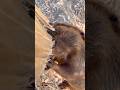 ボクたち、丸太は食べないよ🪵 We don’t eat logs 🪵 #アメリカビーバー #ビーバー #beaver #cuteanimals #かわいい動物 #animalshorts