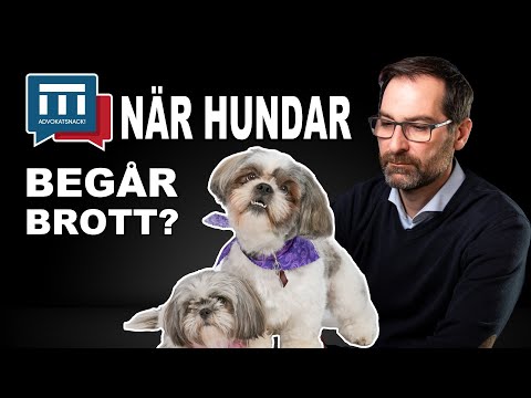 Video: Hitta ett nytt hem för din hund