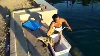 MEMANDIKAN BIAWAK RAKSASA
