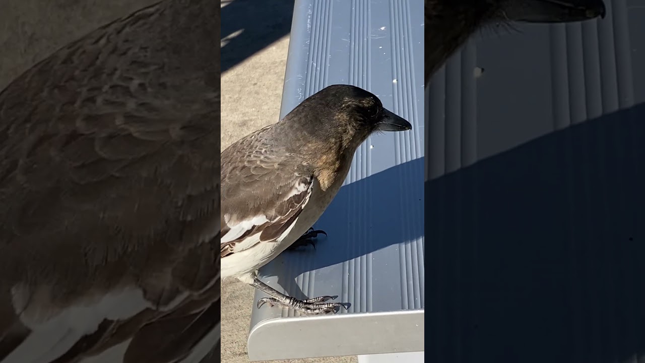 Grey butcherbird trying to charm food out of people; native Australian bird 