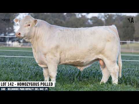 LOT 142 : ASCOT VERSATILE V175E AI P