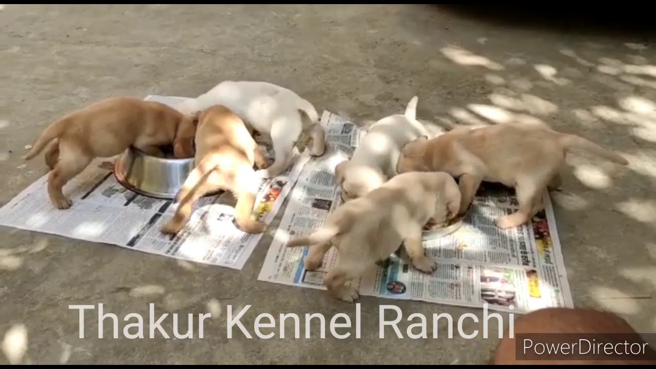 Tipsi The Labrador puppy ! Enjoying Food with siblings 😊 Thakur