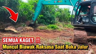 EVERYONE WAS SHOCKED‼️A Giant Monitor Lizard Suddenly Came Out of the Bush While the Backhoe Was ...
