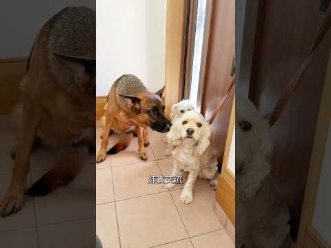【short vlog】とある犬たちの日常 3-1 #チワワ #シェパード #ウルフドッグ #doglibre #犬のいる生活