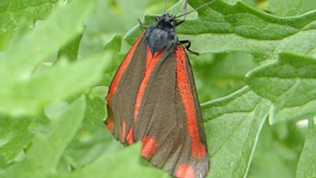 Cinnabar moth -  Tyria jacobaeae  - Tígrisbursti  - Krossfífilstígri - Lágvængja - Fiðrildi