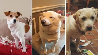 Why do DOGS look guilty?  Reacting to GUILTIEST Dogs!