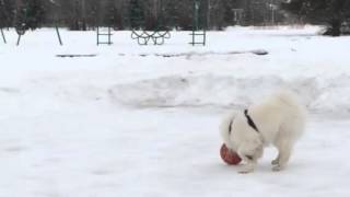 Linc and The Basketball by Ginger Jenks 109 views 8 years ago 46 seconds