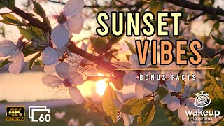 A Flowering Berry Tree with Bird Sounds and Gentle Background Wind | 10 Hours | Bonus Facts