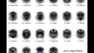 Guenon Face Averaging