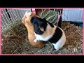 Guinea pig mating dance
