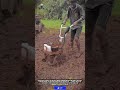 Turn Hard Soil Into Perfect Planting Beds Without Heavy Labor!