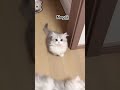 قطوط يامقطط ياضغنن