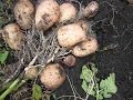 2 урожая картофеля за сезон. 1 УРОЖАЙ от посадки до копки