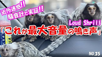 コモンマーモセット Youtube
