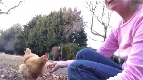 What To Expect If Your Chicken Is Going Through A Winter Molt