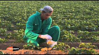Farm Frites Egypt - Corporate Video